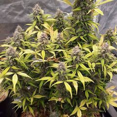 Chunkadelic Auto, Фасовка: 3
